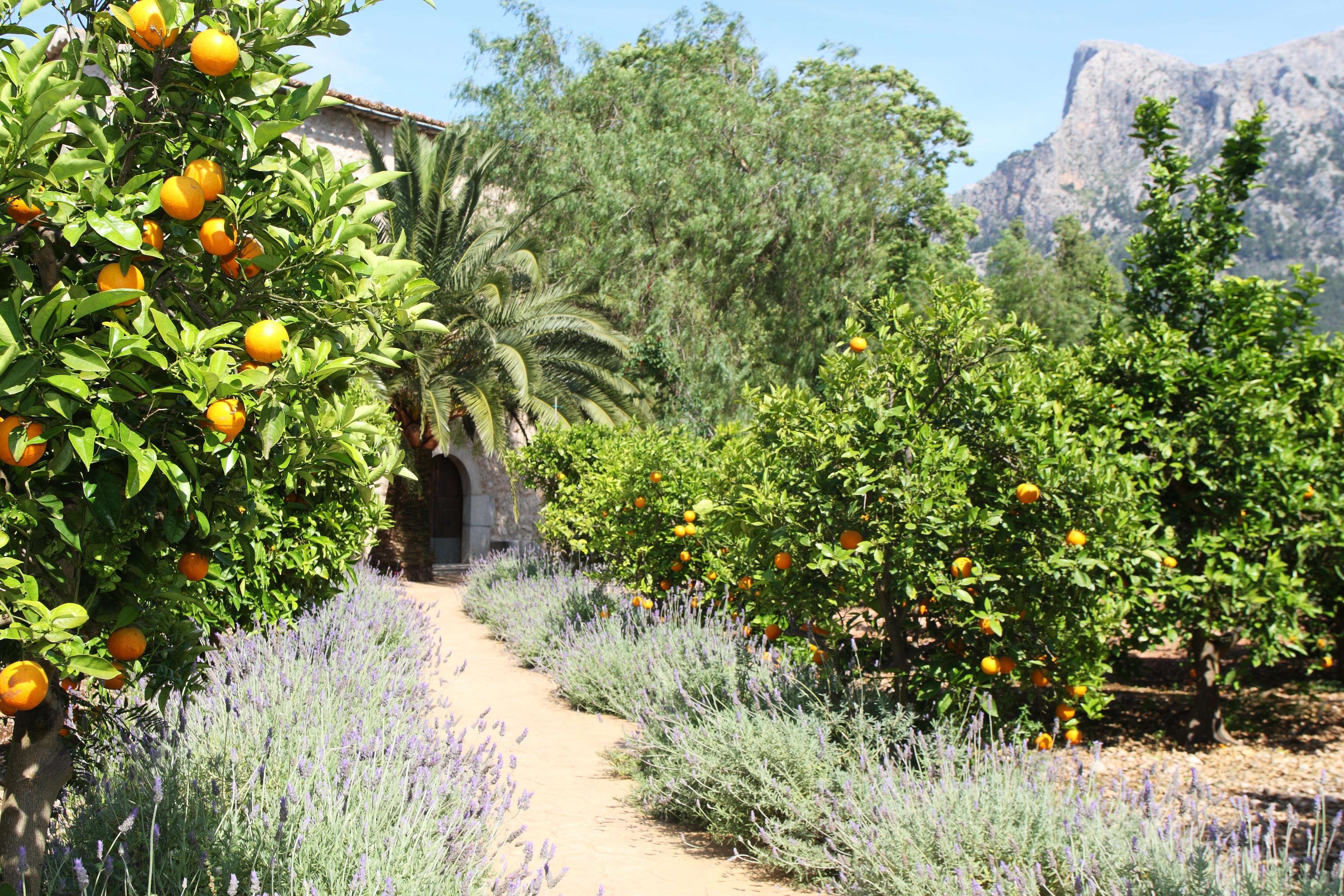 Finca Ca'S Curial - Agroturismo - Adults Only Sóller Exterior foto