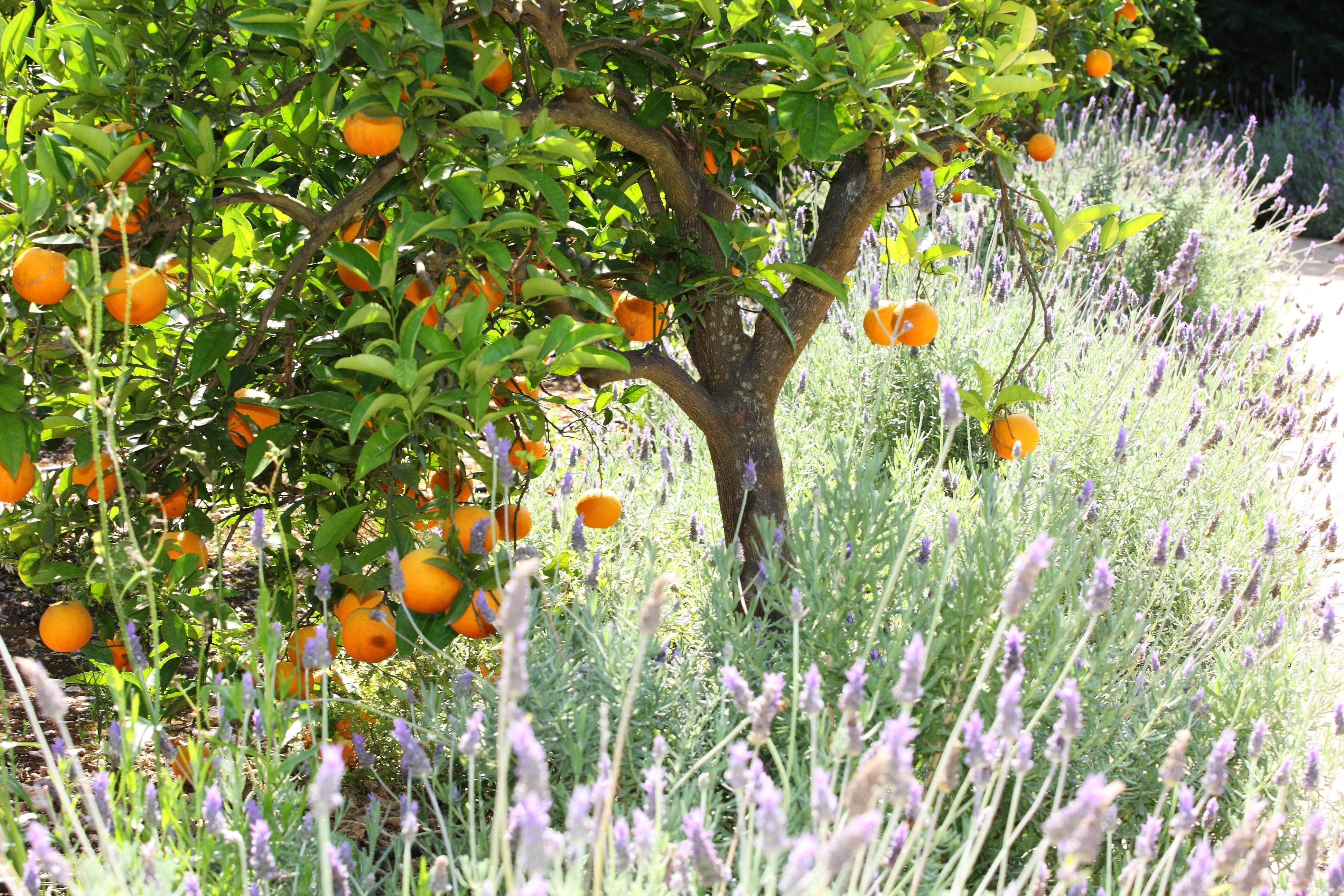 Finca Ca'S Curial - Agroturismo - Adults Only Sóller Exterior foto